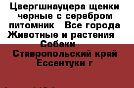 Цвергшнауцера щенки черные с серебром питомник - Все города Животные и растения » Собаки   . Ставропольский край,Ессентуки г.